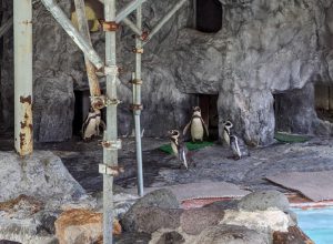 円山動物園　ペンギン